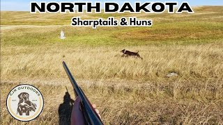 North Dakota Sharptails amp Huns BIRDS HOLD TIGHT [upl. by Susana136]