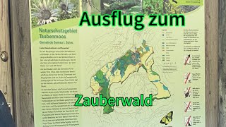 Zauberwald Bernau Schwarzwald [upl. by Vlad548]