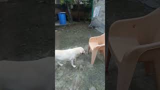 Very Talented girl dog viralvideo labrador subscribe funny trending [upl. by Chambers461]