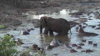 Hippo vs Elephant Tanzanie 2009 [upl. by Kissner]