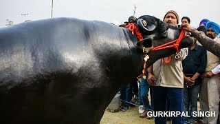 Murrah bull competition at Patiala Punjab [upl. by Esemaj]