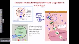 Autophagy [upl. by Nanah51]