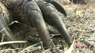 Komodo National Park UNESCONHK [upl. by Ahsiekahs]