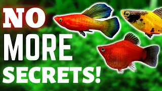 DONT Buy PLATY FISH WITHOUT Knowing These 5 Things Platy Care Guide [upl. by Leirud619]