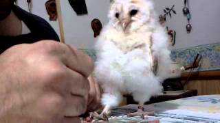 my 5 week baby barn owl [upl. by Meeker]