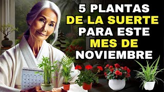 En NOVIEMBRE coloca estas 5 PLANTAS en tu CASA  ATRAE DINERO y BUENA SUERTE [upl. by Alle766]