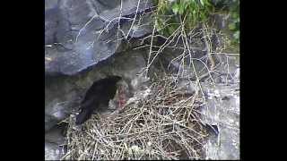 08  A raven feeding its young at Corrieshalloch NNR [upl. by Emilee]