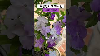 향기 진한 꽃 브룬펠시아 자스민 Brunfelsia 키우기 [upl. by Nitsirhc]