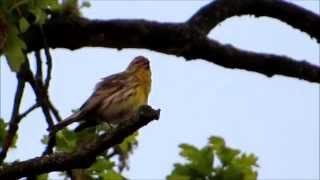 Europese kanarie Serinus serinus in beeld en geluidEuropean Serin in image and sound [upl. by Odnumyer830]