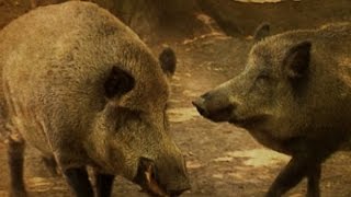 Vor 20 Jahren Wildschweinplage in Berlin  SPIEGEL TV [upl. by Akoyin]