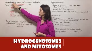 Hydrogenosomes and Mitosomes [upl. by Nimsay104]