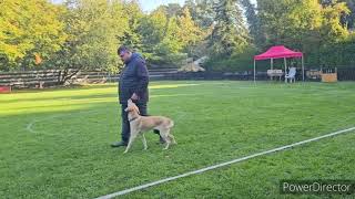 Obedience Klasse 1 29092024 MV Recklinghausen [upl. by Desiree]