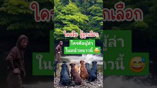 นักล่าไก่ ในแม่น้ำ 😲 สัตว์โลกน่ารัก pets animaldog สุนัข [upl. by Benia]