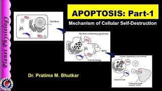 Apoptosis Part 1  Definition and Mechanism [upl. by Nithsa685]