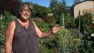 Harvesting and Saving Seeds from the Garden part 1 [upl. by Jami]