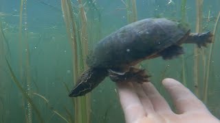 Snorkeling with bryozoans turtles and fish in Lake Champlain Vermont [upl. by Baras]