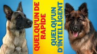 Malinois Belge Vs Berger Allemand  les 6 principales différences expliquées [upl. by Agna]