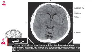 Brain anatomy 🧠 ventricular system [upl. by Attenborough701]