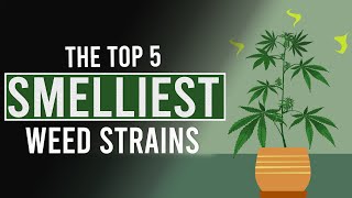 The 5 SMELLIEST CANNABIS Strains in the World [upl. by Nadda]