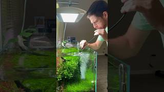 Free co2 application memes youtubeshorts aquarium fish plants [upl. by Lear]