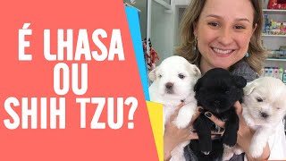 Diferenças entre Shih Tzu e Lhasa Apso UMA HISTÓRIA REAL  Ju Almeida Pet [upl. by Jeconiah]