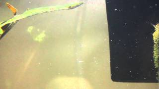 White worms in aquatic african clawed frog tank [upl. by Hally]