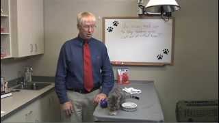 Tips for Feeding Finicky Cats [upl. by Nitsoj]