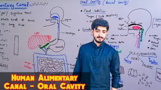 Human Alimentary canal  Oral cavity details  Biology 9th  Chapter 8 Nutrition [upl. by Akinom]