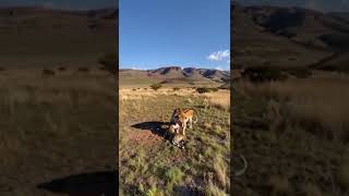 Rare Birth A Gazelle Gives Birth to a Cheetah Amid Lions Astonishment [upl. by Gram]