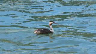 Svasso maggiore  Great Crested Grebe  Podiceps cristatus [upl. by Feodora]