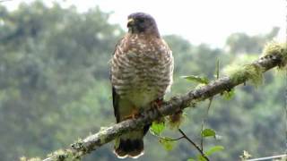 Broadwinged Hawk  Buteo platypterus [upl. by Sutniuq]