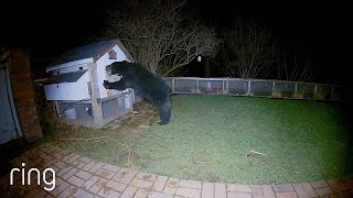 This Bear Messed with the Wrong Chicken Coop  RingTV [upl. by Aidualc]