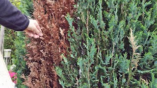 Blaue Scheinzypresse  Hecke hat braune Stellen Ursachen  Lösung [upl. by Nirrep]