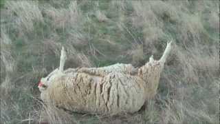 Sheep stuck upside down [upl. by Nanek]