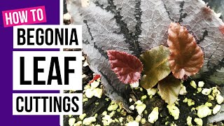 How to propagate Begonias from leaf cuttings  Begonia care tips [upl. by Euqinommod852]