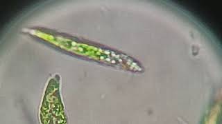 Discovering Euglena [upl. by Akehs244]