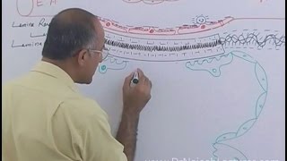 Function of Nephron in Kidney  Regulation of GFR  Renal System Physiology [upl. by Ahtaga]