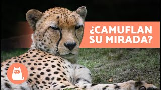 10 CURIOSIDADES de los GUEPARDOS 🐆 ¿El Animal más VELOZ del MUNDO [upl. by Essirehs]