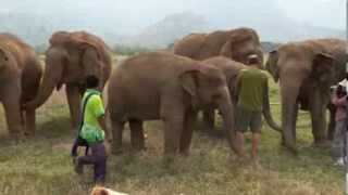 Trumpet with the Elephants  ElephantNews [upl. by Kahler156]