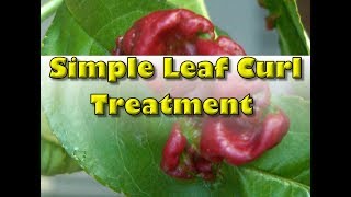 How To Treat Leaf Curl in Peaches Best Treatment [upl. by Ardnued]