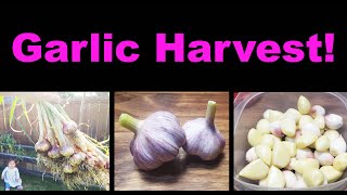 Harvesting And Storing Your Container Garlic [upl. by Ahsytal]