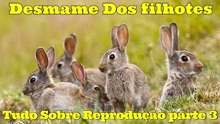 Como é feito o desmame dos filhotes de coelhos [upl. by Ferna]