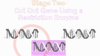 GCSE Biology  Genetic Engineering Insulin [upl. by Nima148]