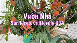 🍑 Vườn Nhà San Diego California USA 4K [upl. by Chane]