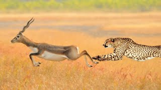 cheetah and blackbuck fight between  cheetah vs black bucks [upl. by Natye957]