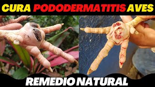 Como Curar la Pododermatitis plantar en aves Gallinas Gallos y Pollos  Remedio Natural [upl. by Dal935]