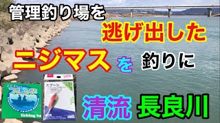 逃げ出したニジマスを釣りに！清流 長良川 [upl. by Kubiak]