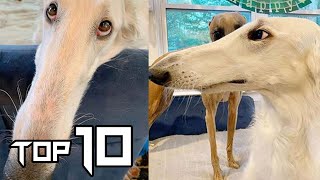 Top 10 Dog Breeds With Super LONG Noses  Things around [upl. by Atener]