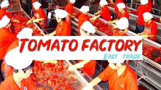 TOMATO PASTE FACTORY  CHINA  EASY TRADE [upl. by Spring]