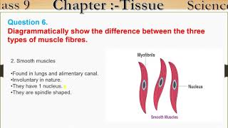 Q6 Diagrammatically show the difference between the three types of muscle fibres Tissue [upl. by Redfield]